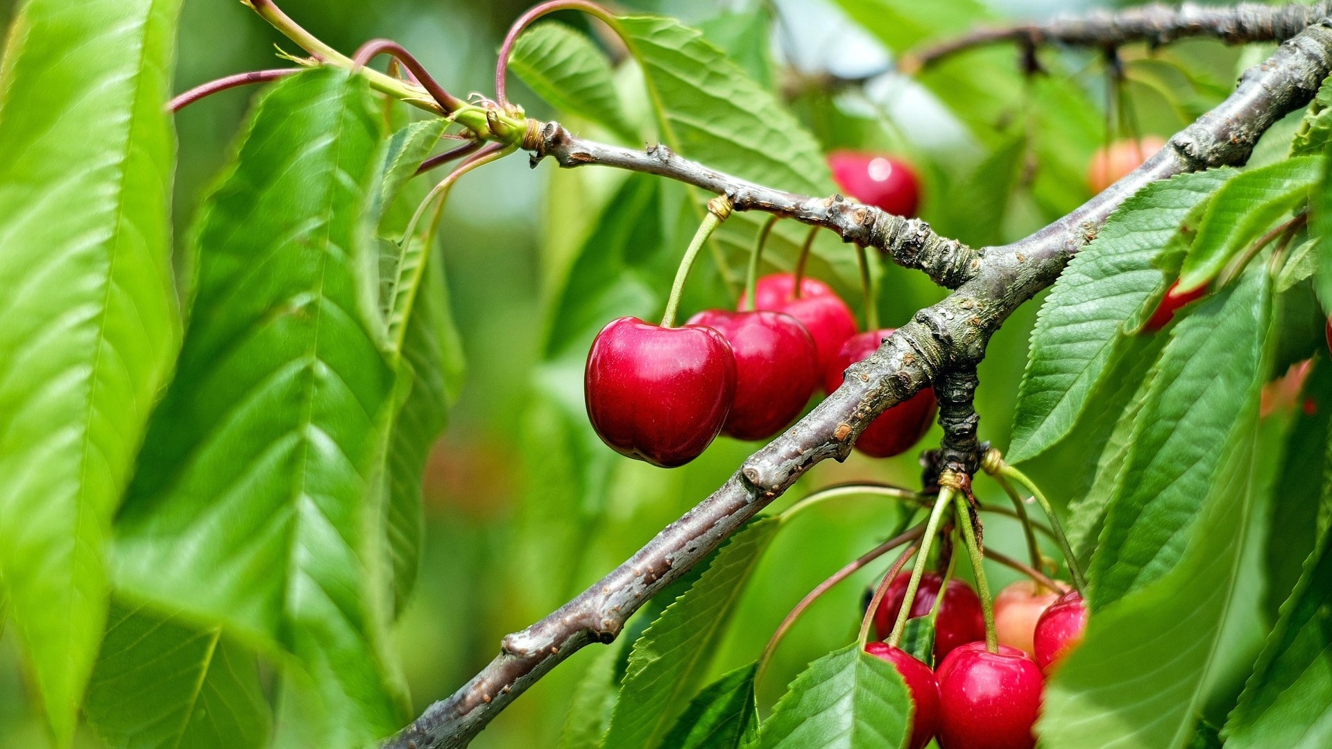 cherry-1437707_1920
