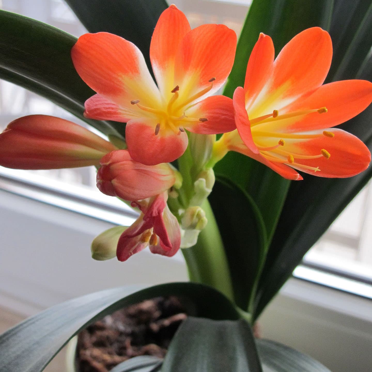 <p data-block-key="zndkz">Kliivia (Clivia miniata) on mutkattomimpia huonekasvejamme. (Kuva: Pixabay)</p>