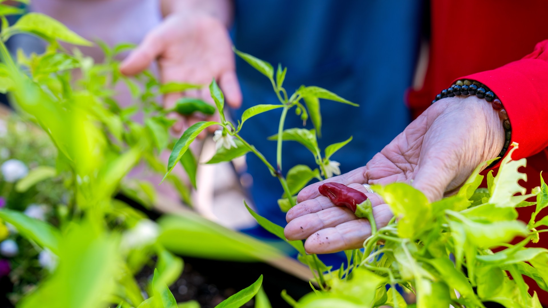 elderly-hands-gardening-in-a-nursing-home