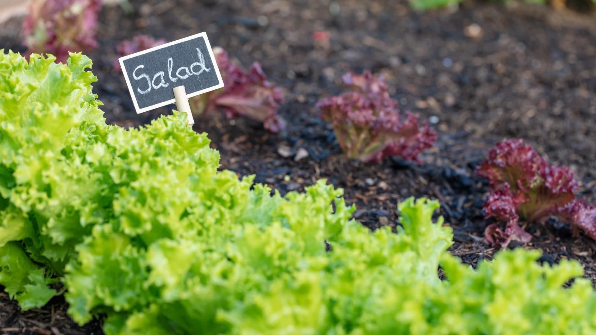 <p data-block-key="j73g9">Hyvä kasvualusta on ilmava ja ravinteikas. (Kuva: Envato)</p>