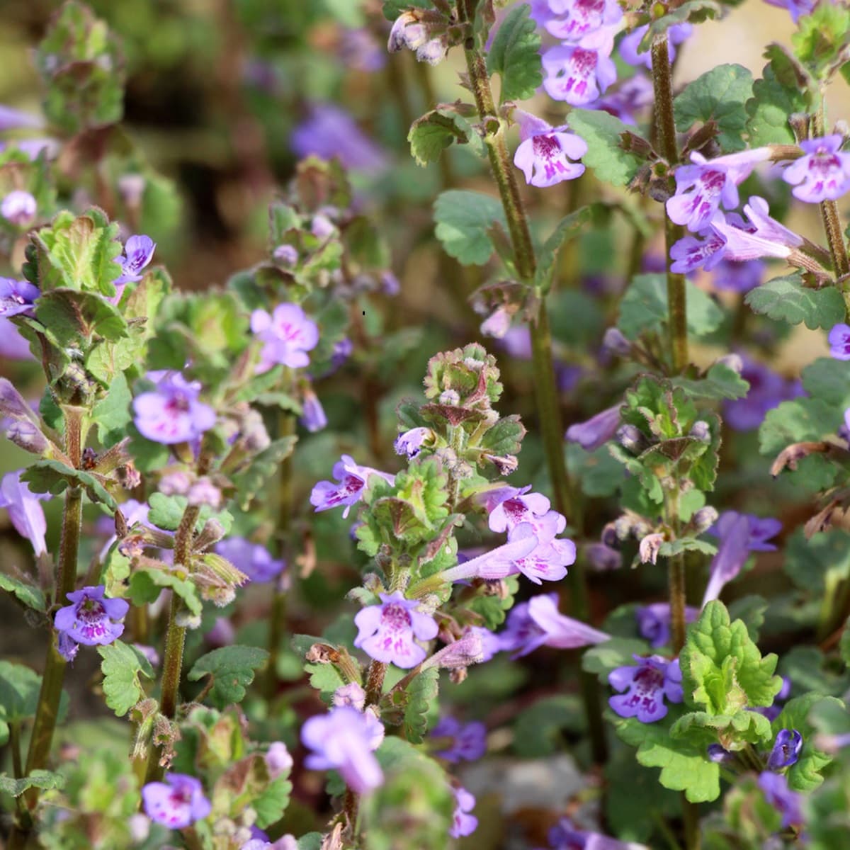 <p data-block-key="yuejc">Maahumala, Glechoma hederacea (kuva: iStock)</p>