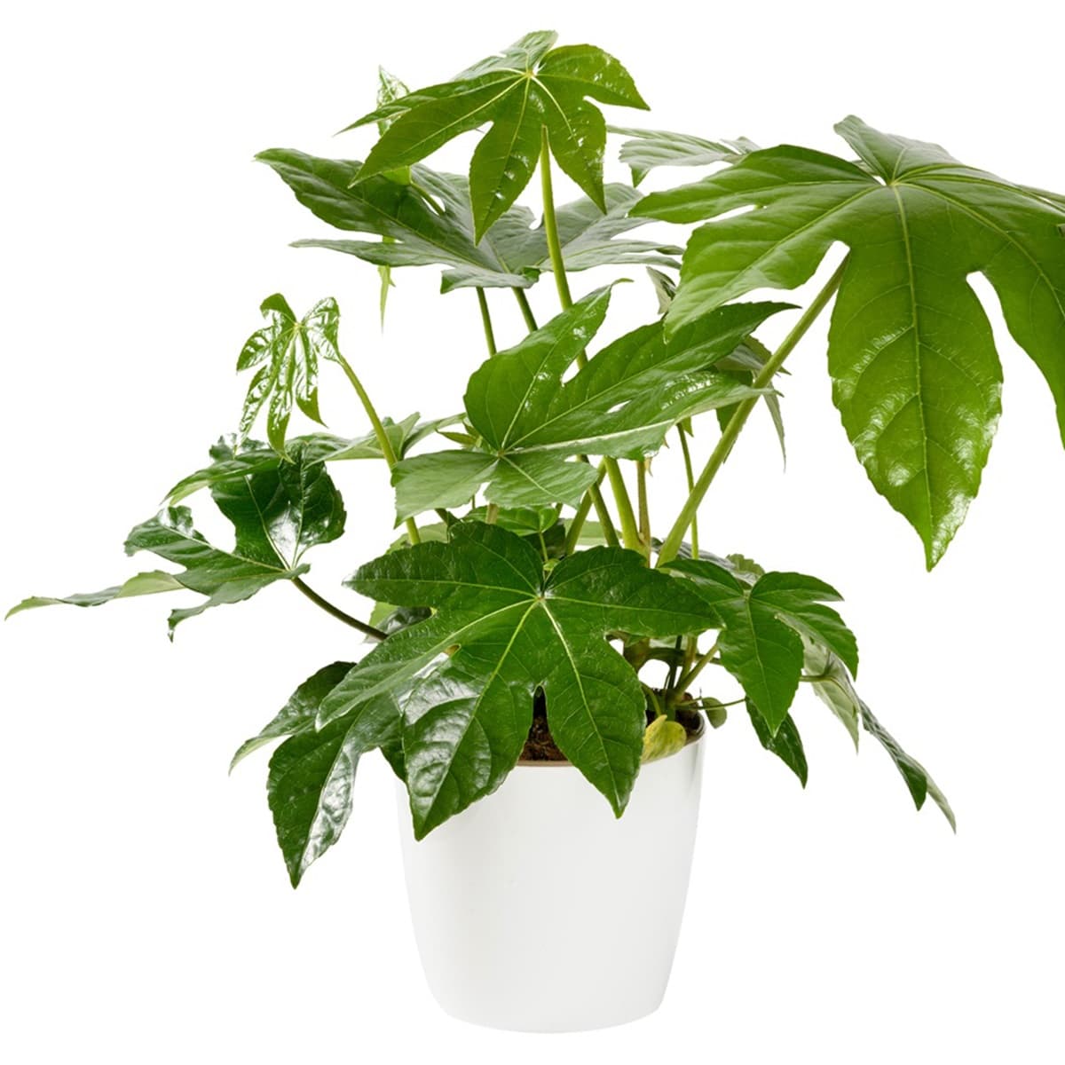 <p data-block-key="p9sfo">Huonearalia hurmaa suurilla, sormimaisesti liuskoittuneilla lehdillään ja tuo kotiin ripauksen trooppista tunnelmaa. (Kuva: Envato)</p>