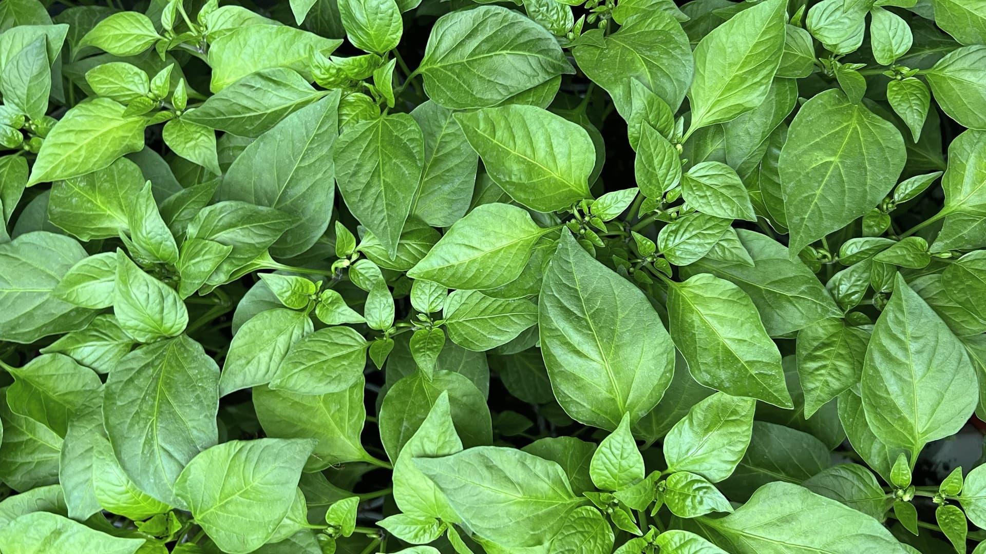 Näin kasvatat chilin satoikään