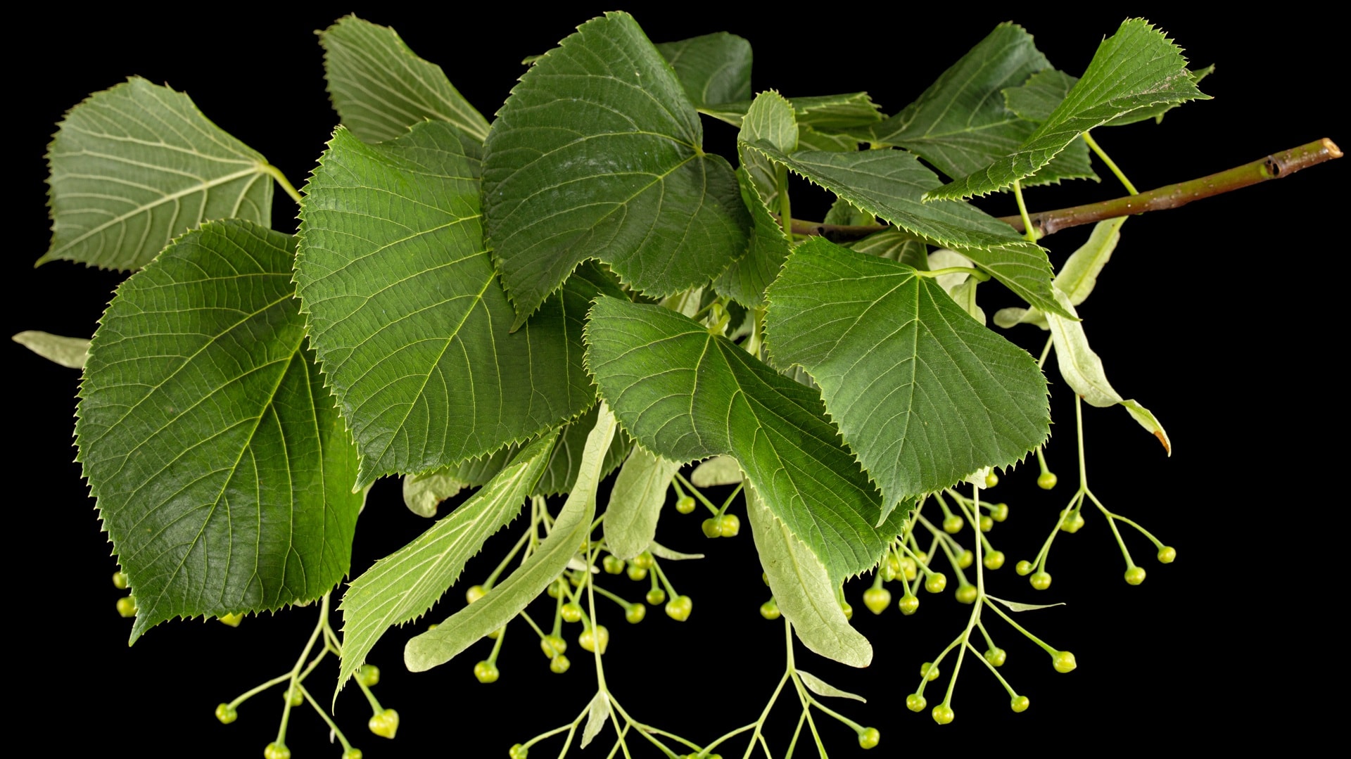 green-leaves-and-fruits-of-linden-isolated-on-bla-2024-10-14-21-06-56-utc