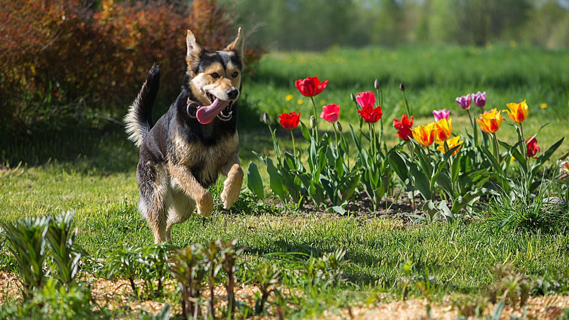 Piha ja puutarha voivat olla yllättävän vaarallisia koiralle – tarkista nämä kohdat