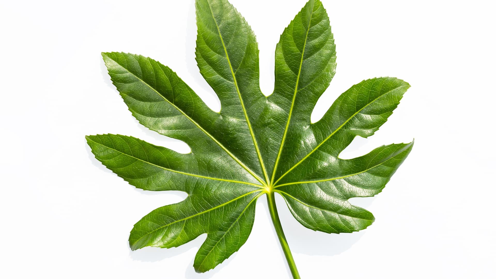 Huonearalia (Fatsia japonica) tuo raikkaan vihreyden osaksi sisustusta
