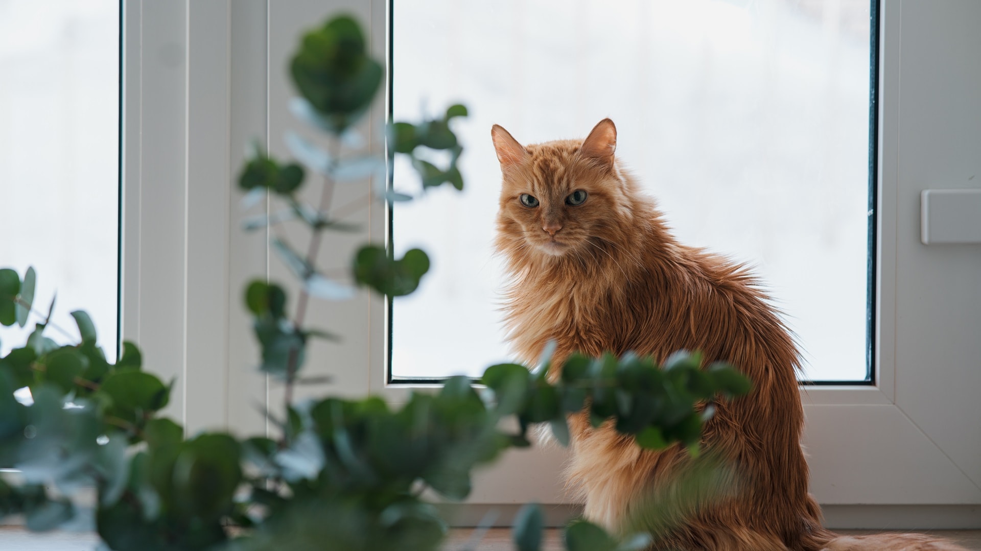 inkkured-domestic-senior-cat-waiting-spring-on-windowsi-2025-01-08-22-39-57-utc.jpg