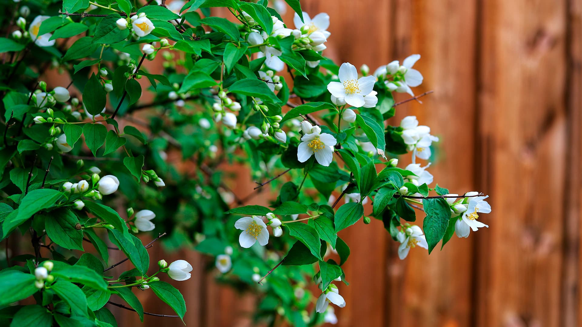 <p data-block-key="iojrv">Jasmike (Philadelphus) (kuva: Adobe Stock)</p>