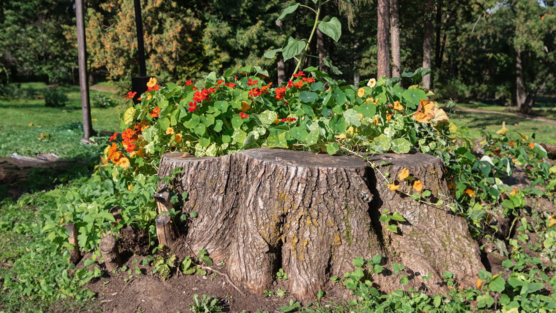 <p data-block-key="5n5g2">Kannon voi jättää puun kaadon jälkeen paikoilleen osaksi pihan ilmettä.</p>