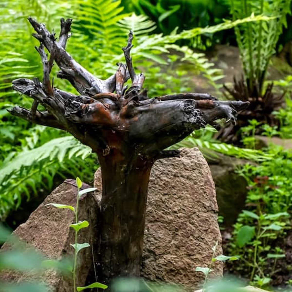 <p data-block-key="kuwte">Kanto ylösalaisin tuo eksotiikkaa kantopuutarhaan.</p>