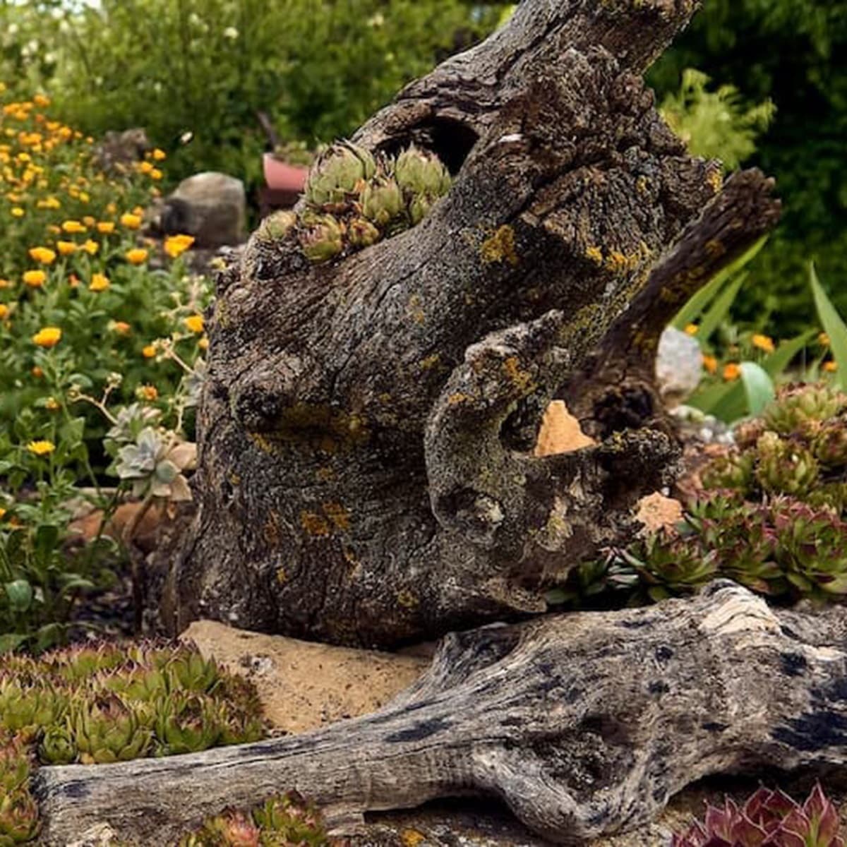 <p data-block-key="3dhfn">Paahteisessa paikassa kannot ympäröidään oloihin sopivilla kasveilla, kuten tässä mehitähdillä.</p>