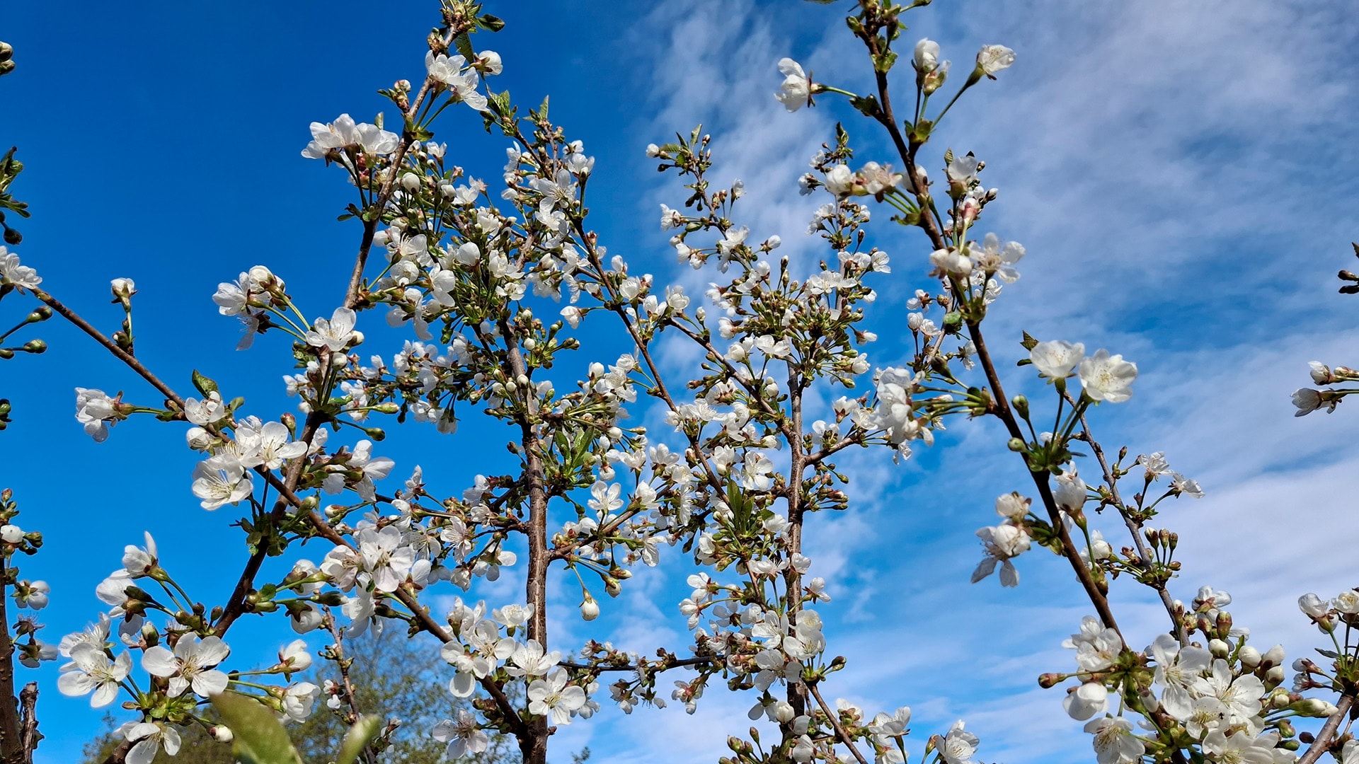 kirsikka kukkii keväällä-suklaakirsikka 1920x1080