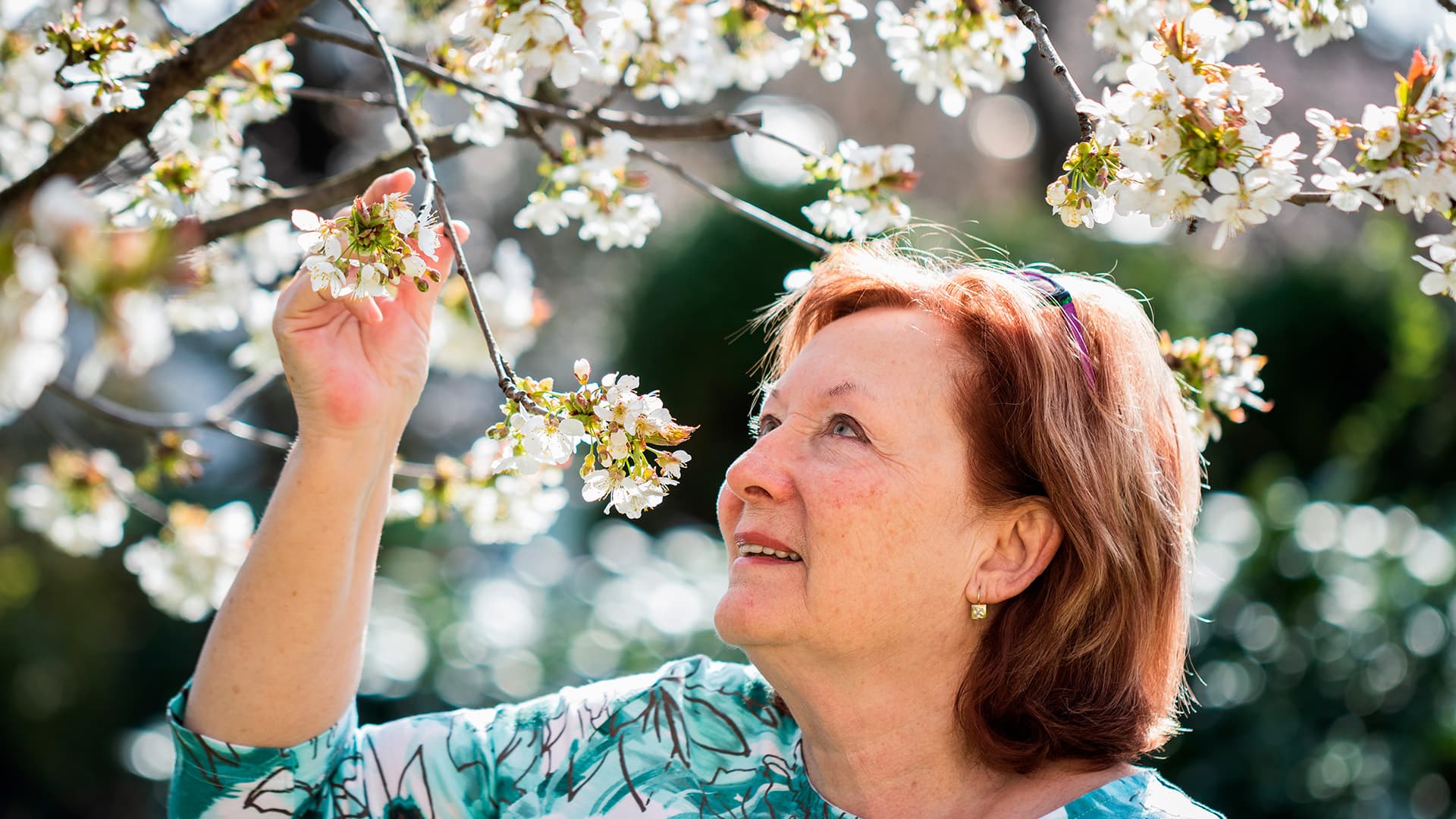 nainen tutkii keväällä kirsikan kukkia