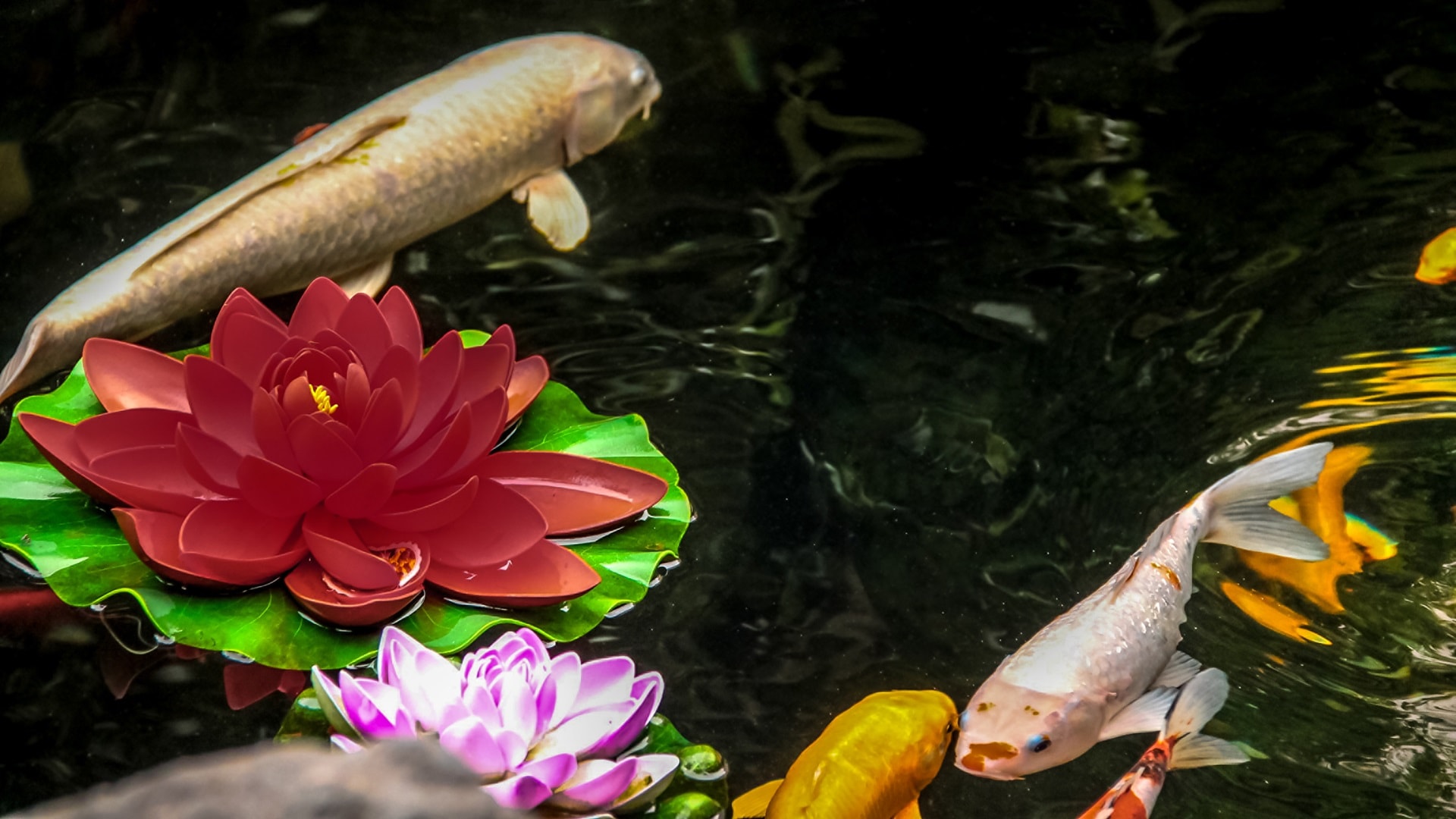 koi-fish-and-flowers-in-a-pond-2025-03-24-16-03-29-utc.jpg
