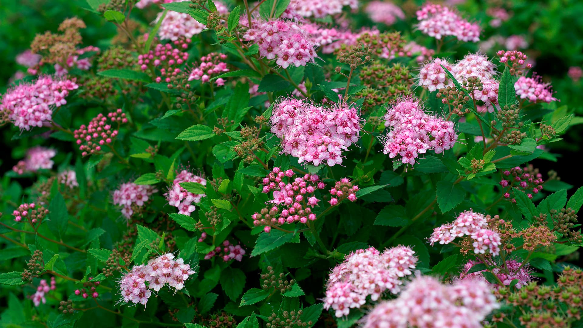 <p data-block-key="gwxd8">Angervot kestävät leikkaamista hyvin. (Kuva: Adobe Stock)</p>