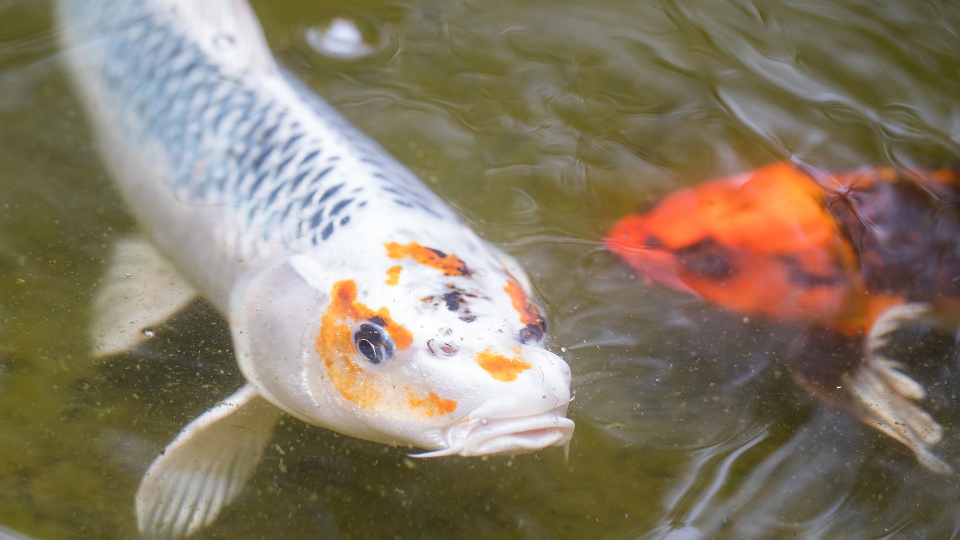 large-koi-fish-in-pond-2025-01-10-03-59-54-utc.jpg