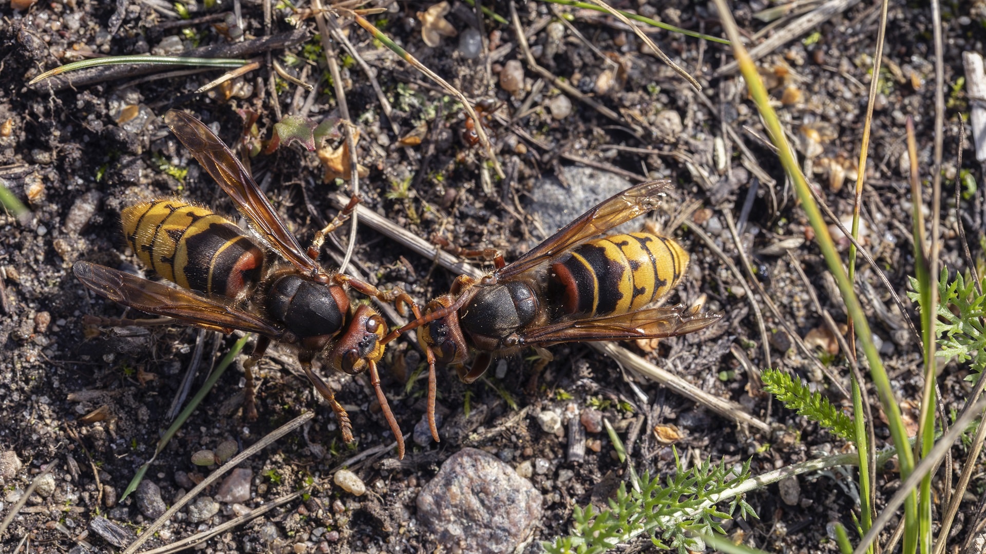 liitetiedosto_2-Herhiläinen_TimoNurkka_3000