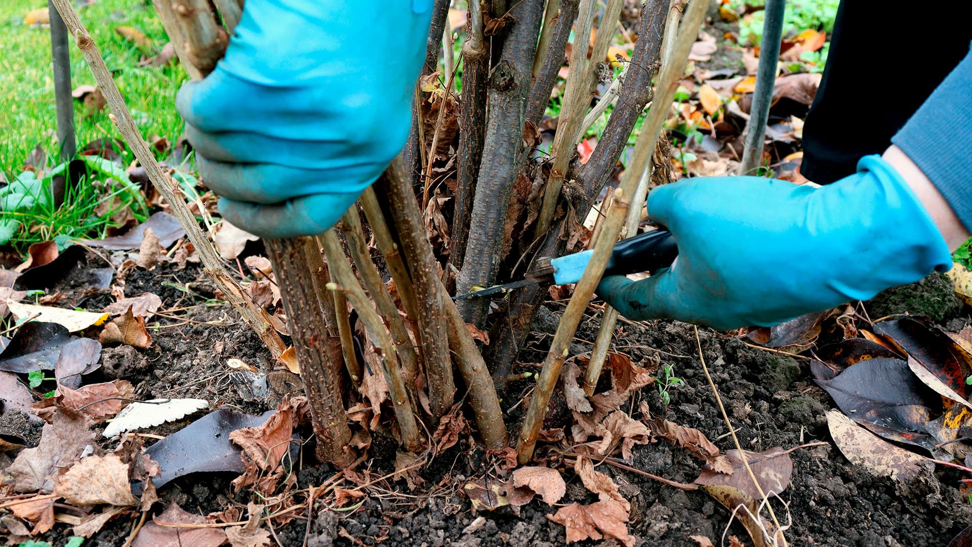 joku leikkaa mustaherukan oksia juuresta