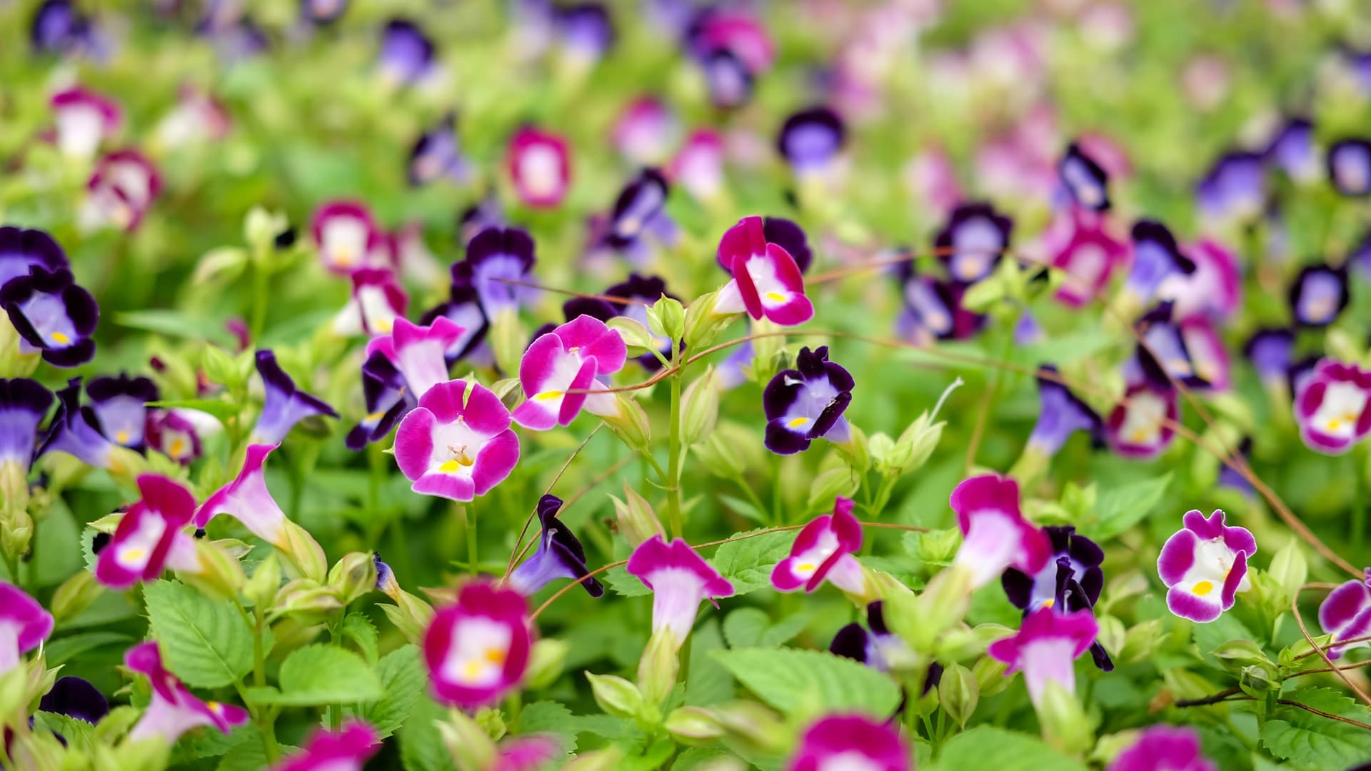 <p data-block-key="ez80n">Torenia on hieman enemmän hoitoa vaativa koko kesän kukkiva kasvi. (Kuva: Envato)</p>