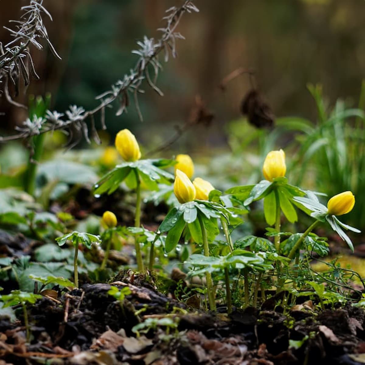 <p data-block-key="d5pmb">Älä unohda varhaisia sipulikukkia. Ne saavat varjopuutarhassakin usein riittävästi valoa, kun puiden lehdet eivät vielä ole täysikokoisia.</p>