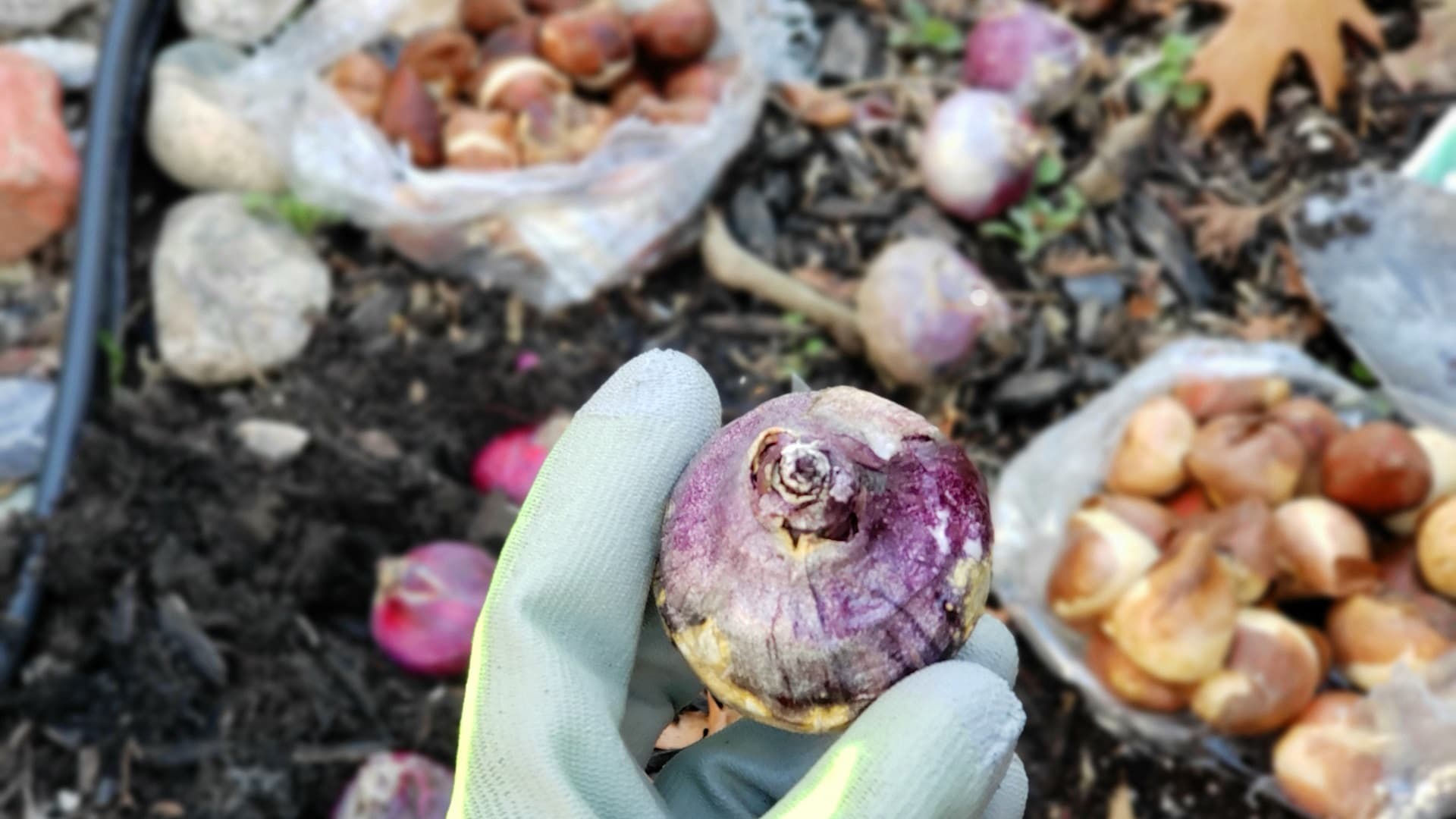 Sipuli- ja mukulakasvien hoito – iloa vuodesta toiseen