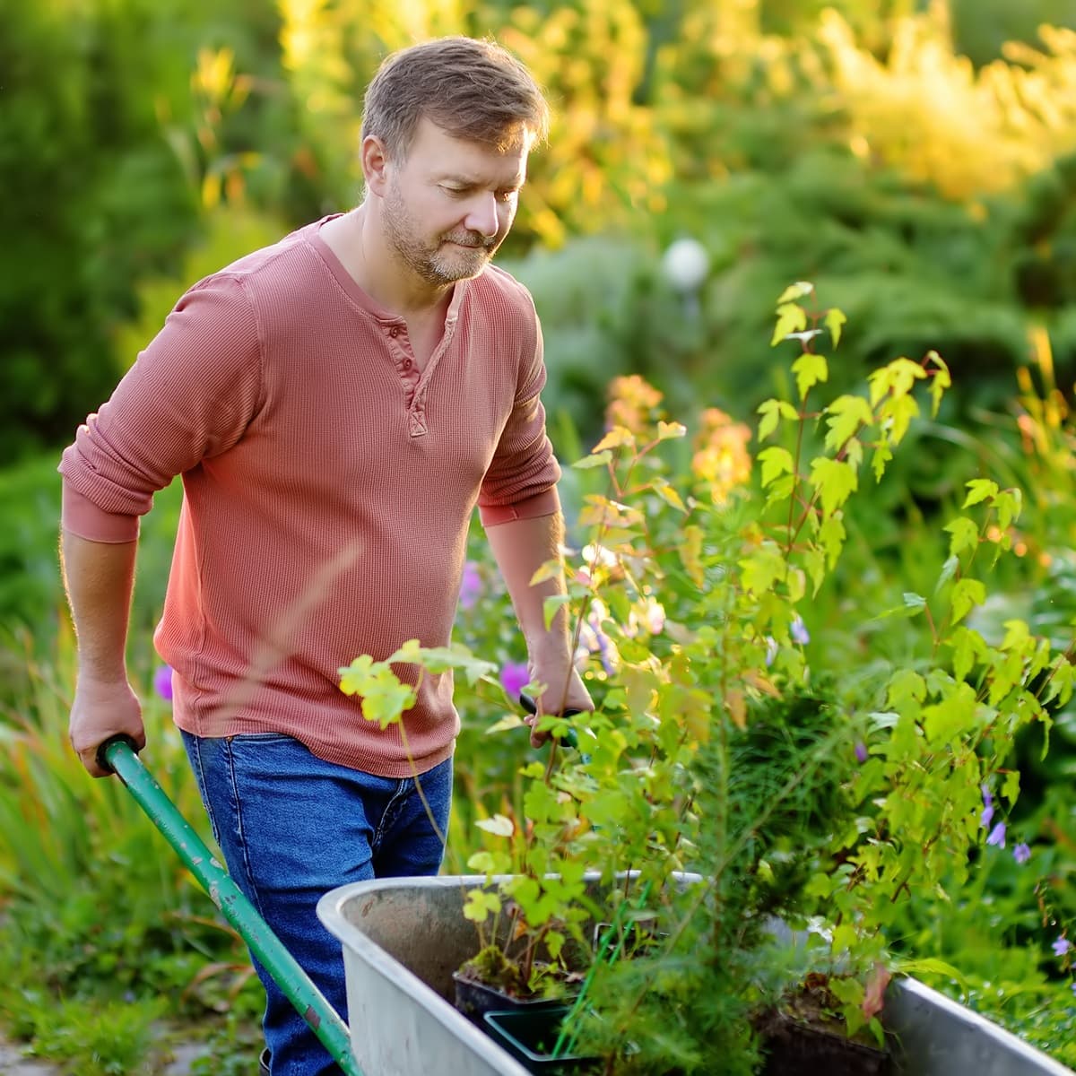 <p data-block-key="2ug6r">Kotona esikasvatetut taimet mahdollistavat aikaisemman istutuksen ja pidemmän satokauden. (Kuva: Envato)</p>