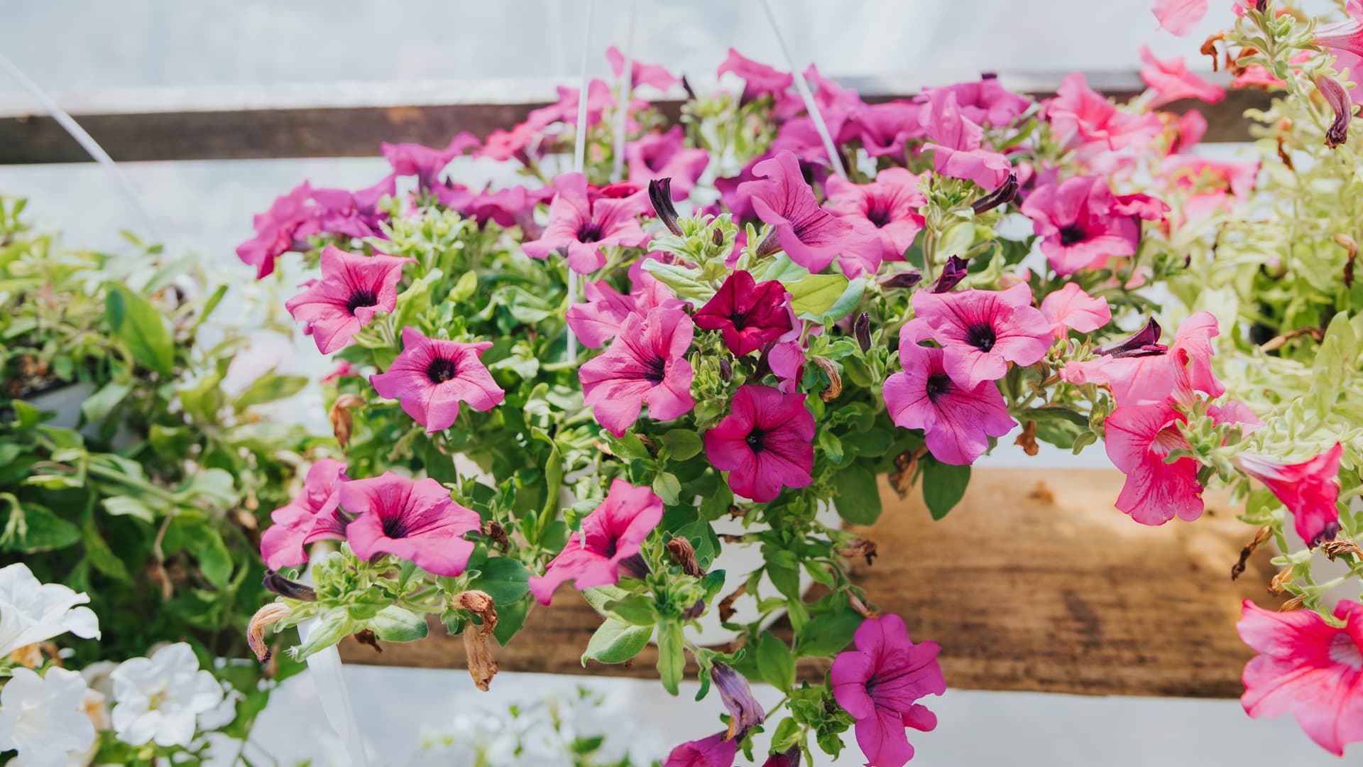 <p data-block-key="p1bei">Petunia on yksi suosituimmista amppelikukista. (Kuva: Envato)</p>