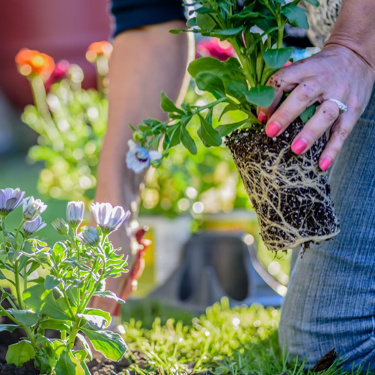 <p data-block-key="jx3n8">Keväällä tehty maltillinen lannoitus tukee kasvien tasaista kasvua ja auttaa hyödyntämään maaperän ravinteita koko kasvukauden ajan. (Kuva: Envato)</p>