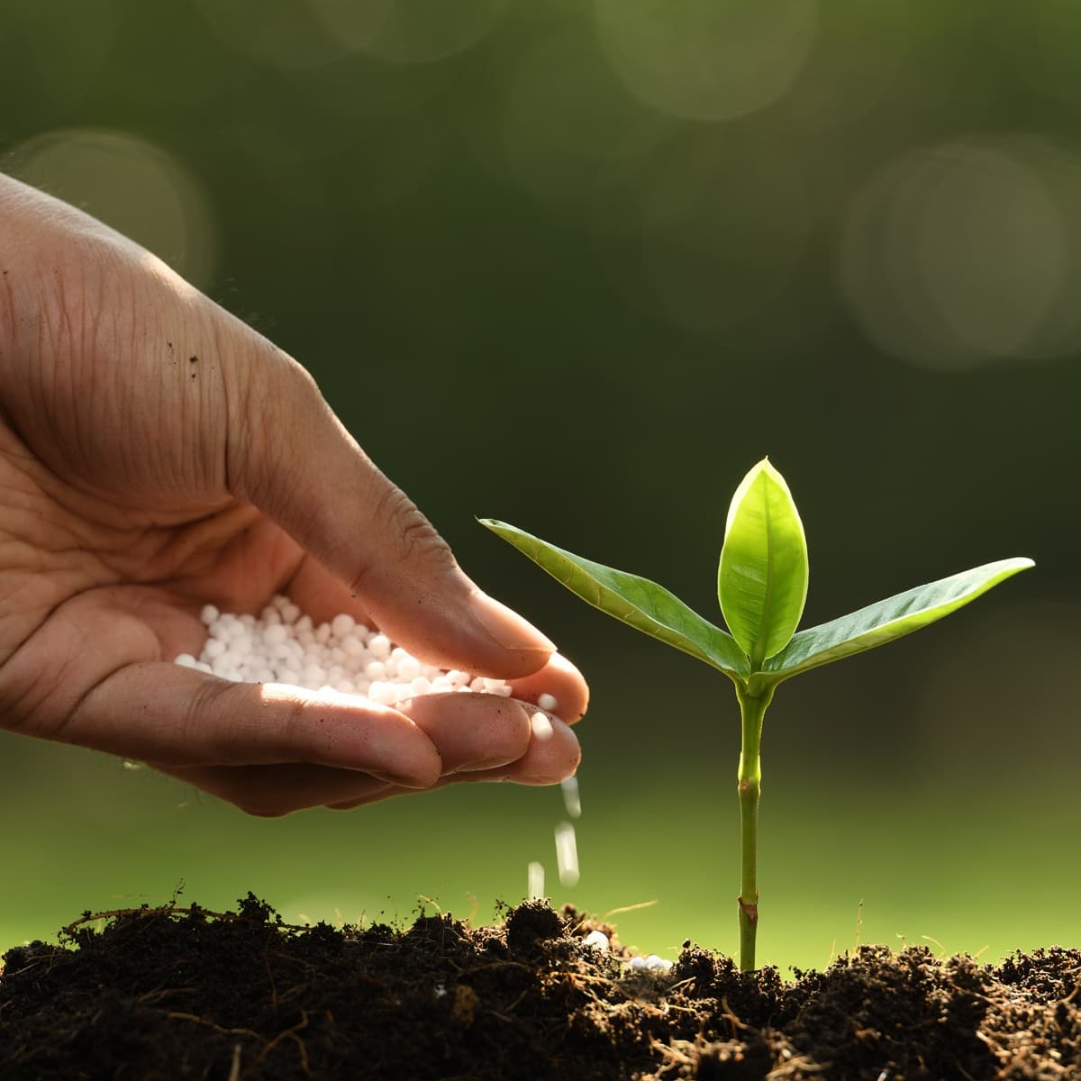 <p data-block-key="w91i2">Nuoren taimen ravinteiden saanti perustuu aluksi maaperän omiin varastoihin ja juurtumisen onnistumiseen.(Kuva: Envato)</p>