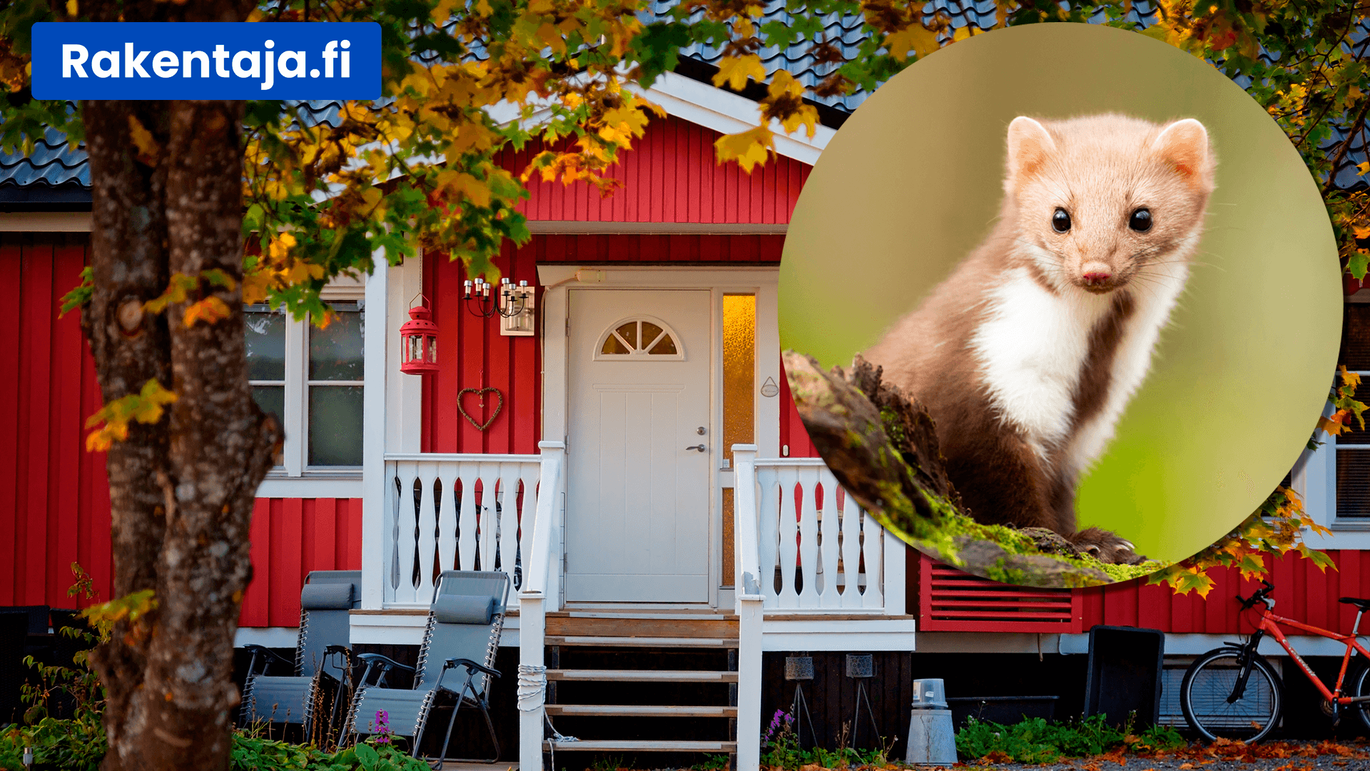 Mikä on näätä ja miten häädät sen välikatolta?