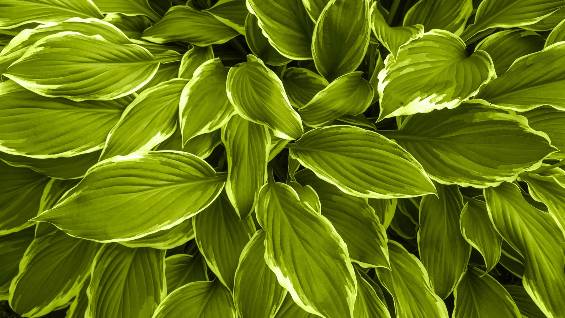 natural-lime-green-background-with-fresh-leaves-of-2024-11-30-02-46-32-utc