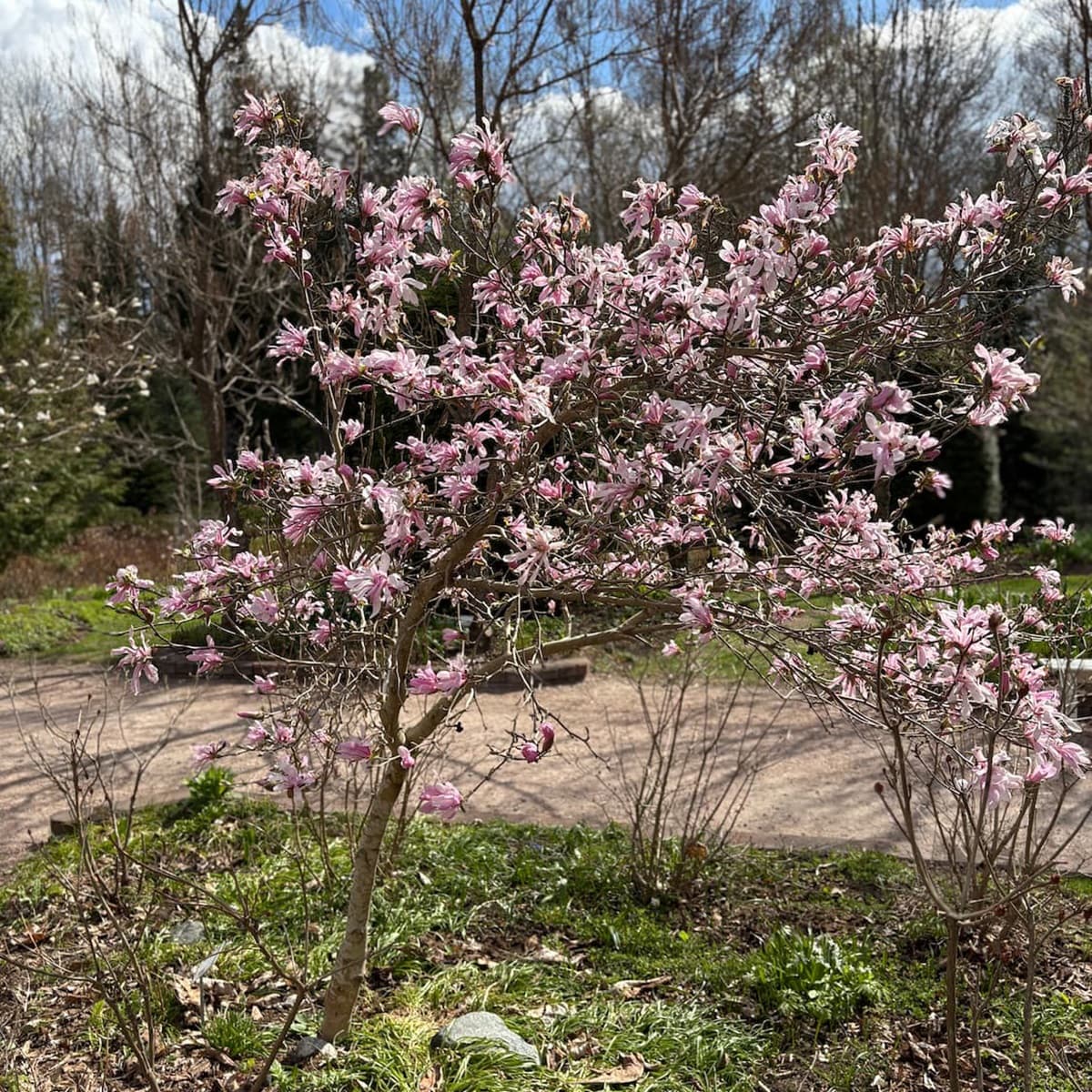 <p data-block-key="6wp2p">Rusotarhamagnolia, Magnolia ’Leonard Messel’ . Kevätauringossa kylpevä ’Leonard Messel’ hurmaa runsaalla kukinnallaan ja romanttisella värityksellään.</p>