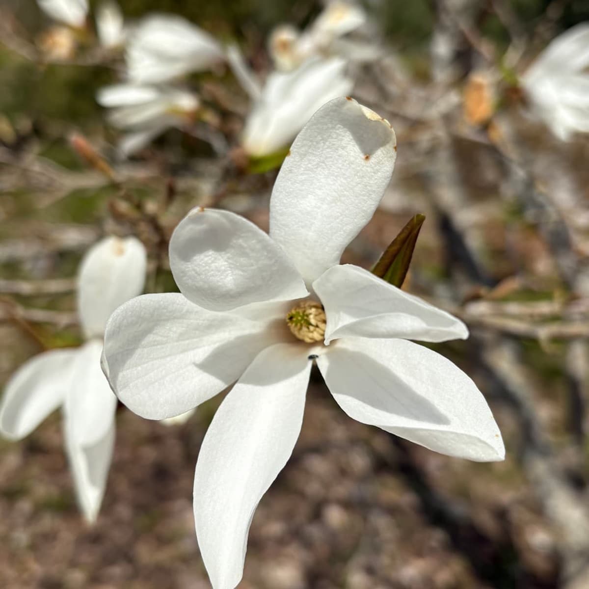 <p data-block-key="6wp2p">Tarhamagnolia, Magnolia loebneri. Hentoihin oksiin puhkeavat suuret kukat tuovat kevääseen ainutlaatuista eleganssia.</p>