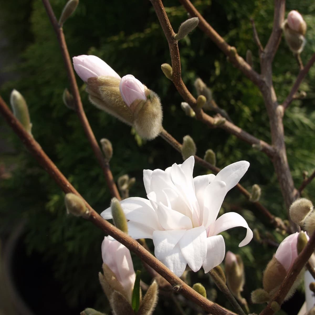 <p data-block-key="35kof">Tähtimagnolia, Magnolia stellata ’Royal Star’. ’Royal Star’ avaa kukkansa varovasti – jokainen terälehti kuin lupaus lähestyvästä kesästä.</p>