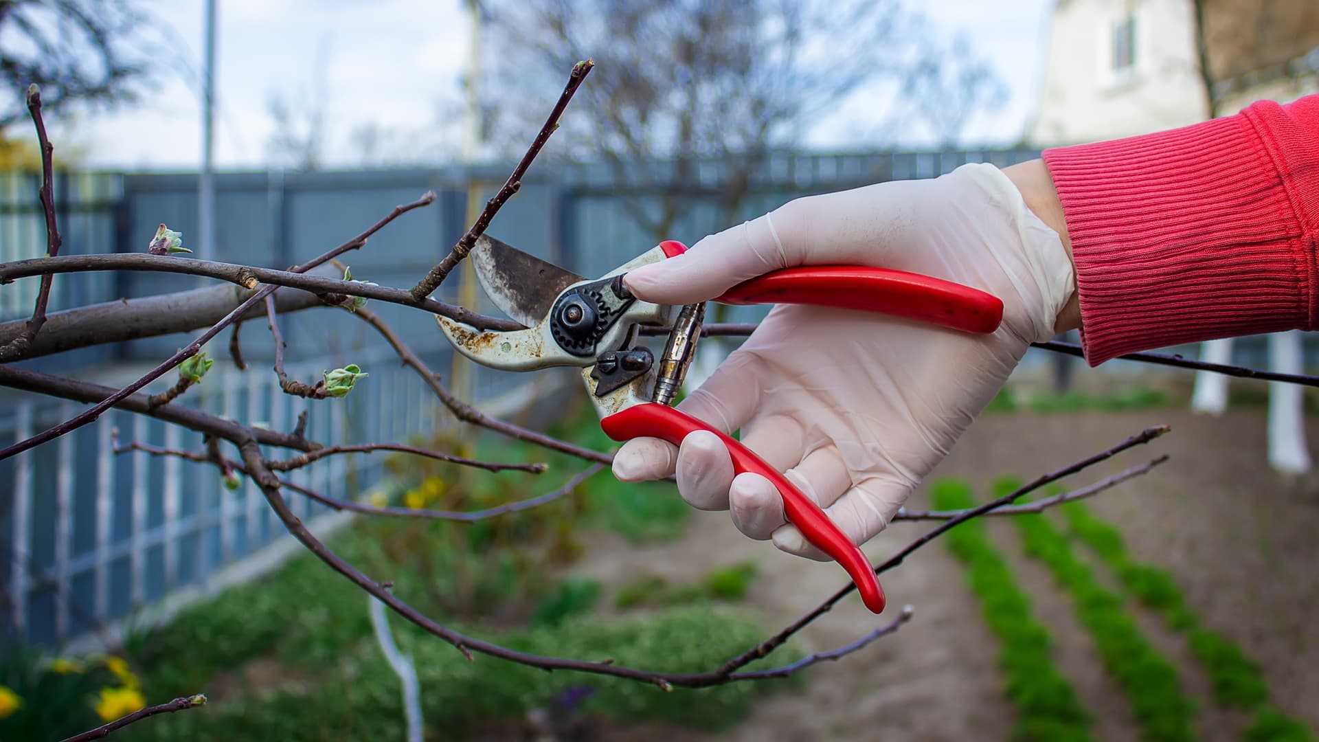 <p data-block-key="dm0h2">Pensaiden maltillinen kevätleikkaus parantaa valon ja ilman kulkua sekä tukee tasapainoista kasvua koko kasvukauden ajan. (Kuva: Envato)</p>