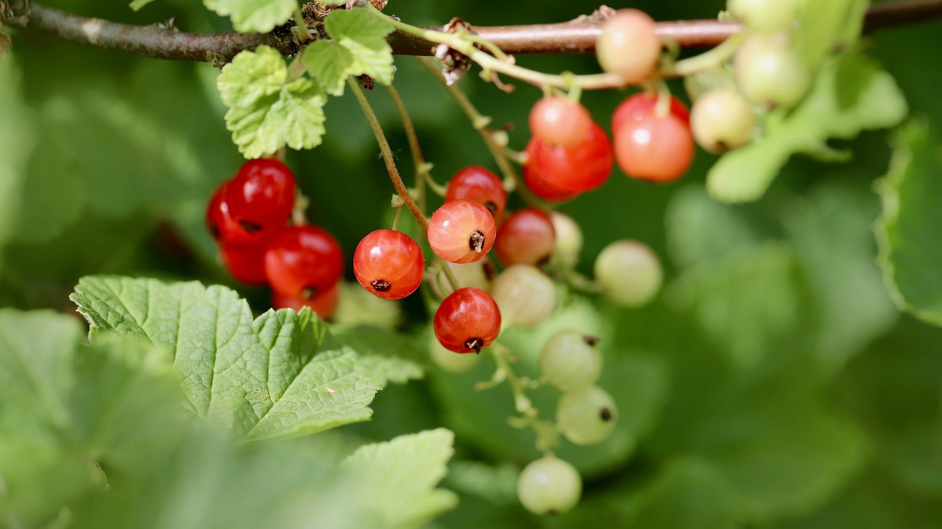 red-currant-9687084_1920