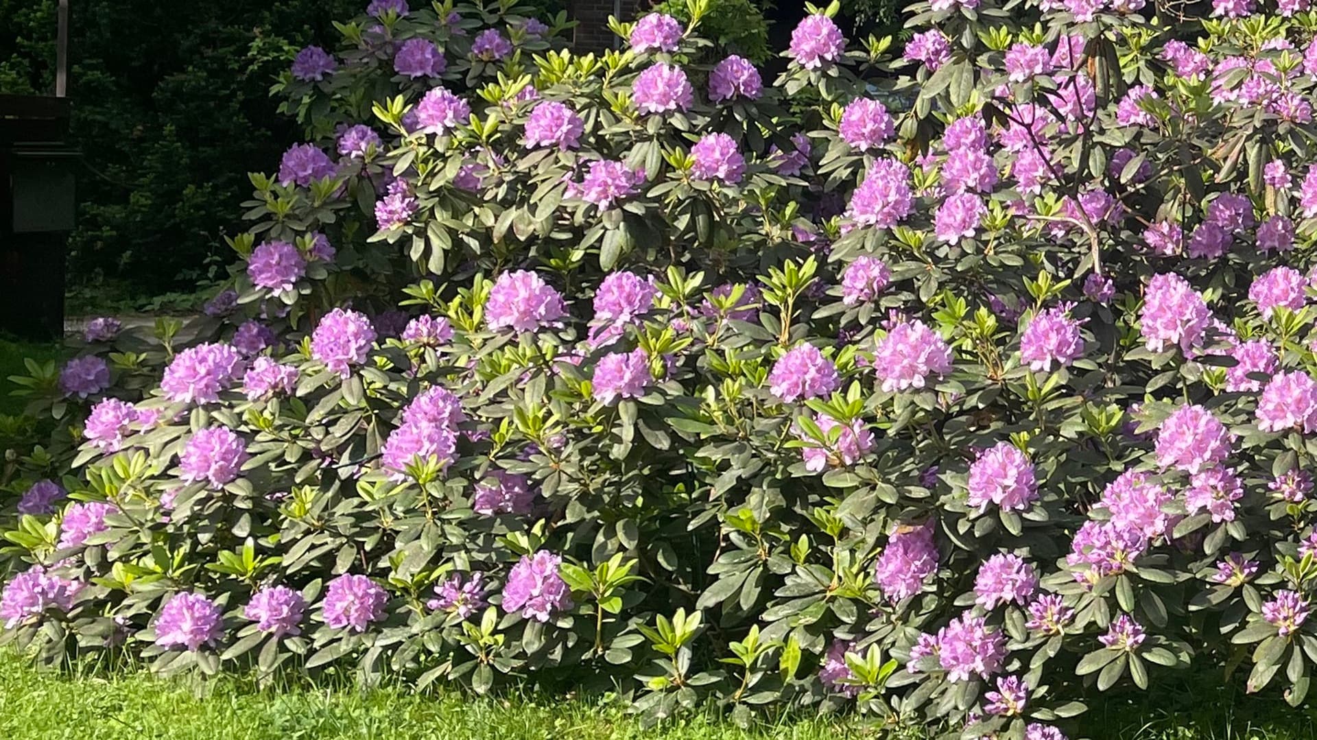 <p data-block-key="ucgki">Tunnetuimpia happaman maan suosijoita ovat alppiruusut, joille sopiva kasvualustan pH on n. 5,5. Istutuksessa käytetään havu- ja rodomultaa, joka on sellaisenaan sopivan hapanta. (Kuva: Tuuli Järvinen)</p>