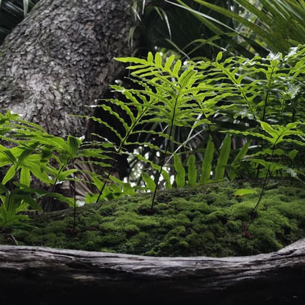 <p data-block-key="kuwte">Sammal on olennainen osa metsäistä kanto- tai lahopuutarhaa.</p>