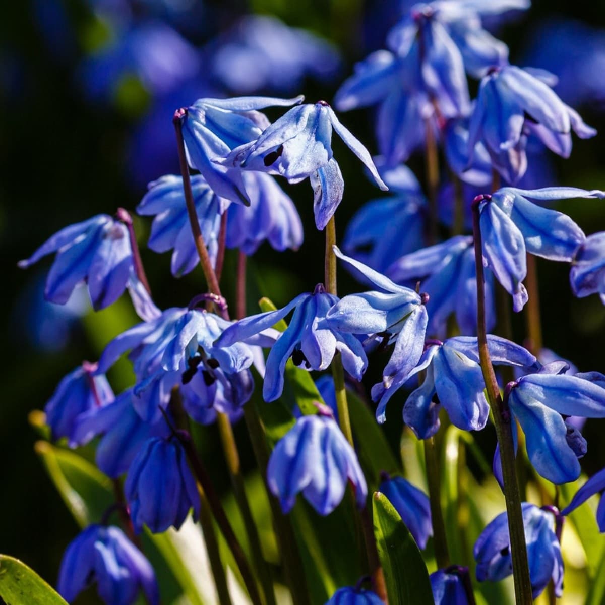 <p data-block-key="4d4lj">Idänsinililja, (Scilla syn. Othocallis siberica) kasvattaa runsaan, voimakastuoksuisen kukkamaton.</p>