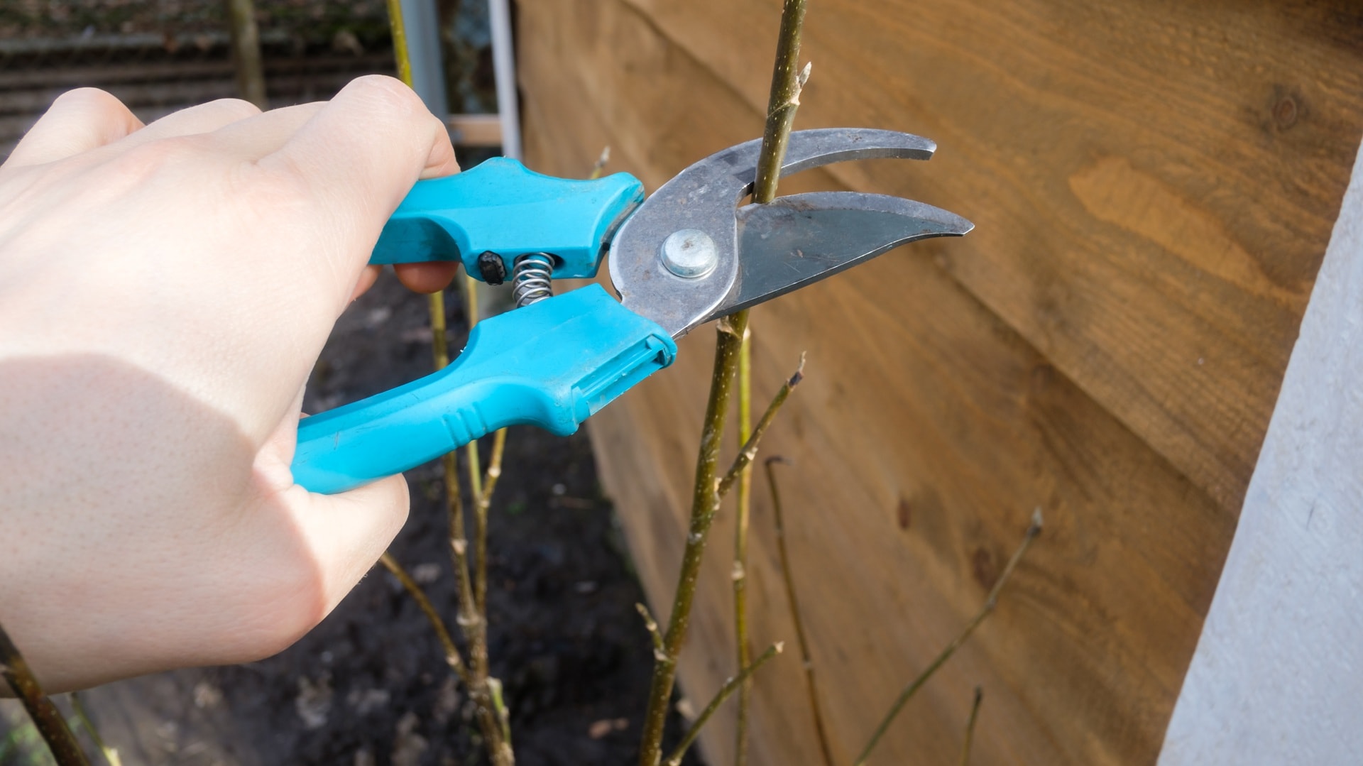 leikkaaminen puutarhasaksilla