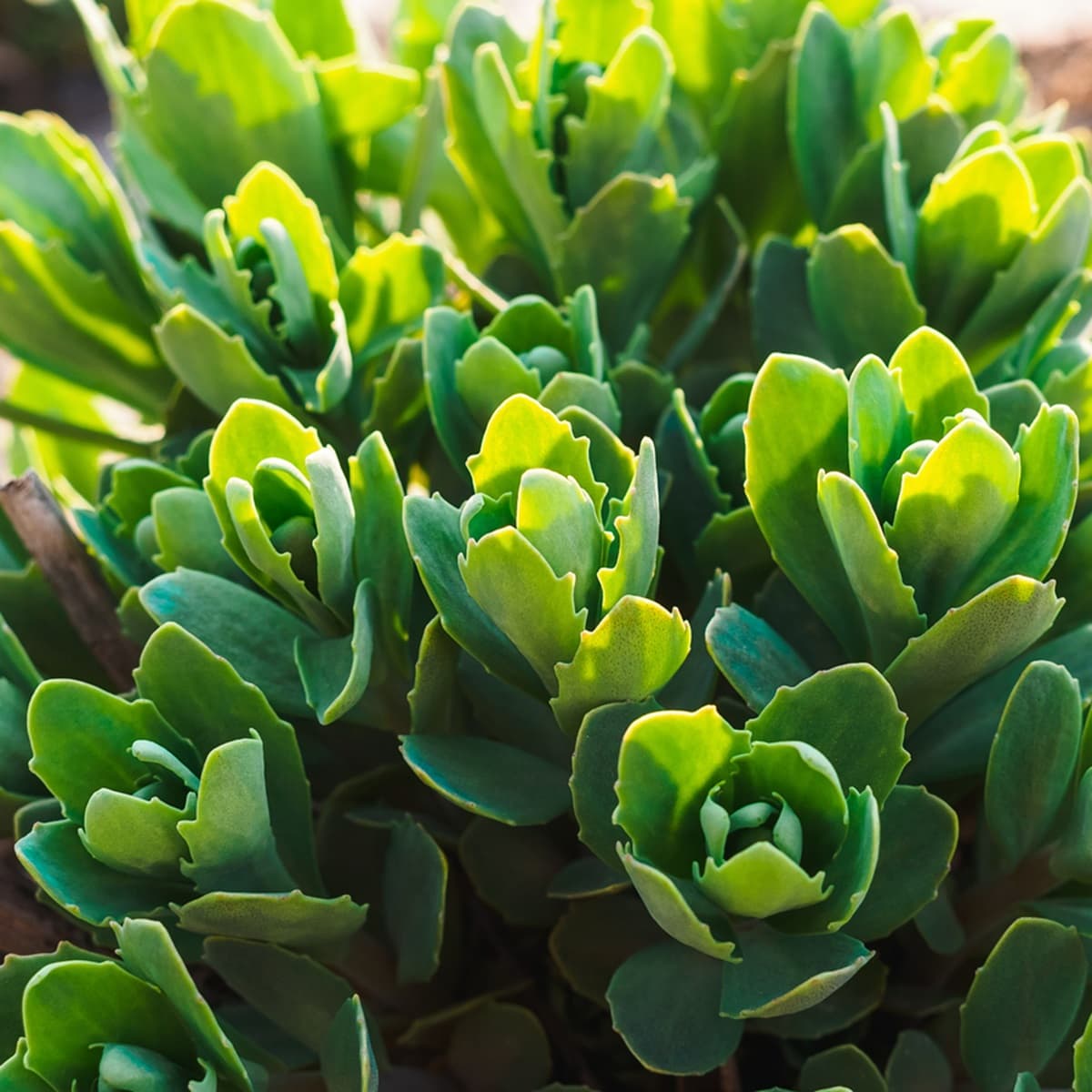 <p data-block-key="bldjy">Isomaksaruoho, Sedum telephium (kuva: iStock)</p>