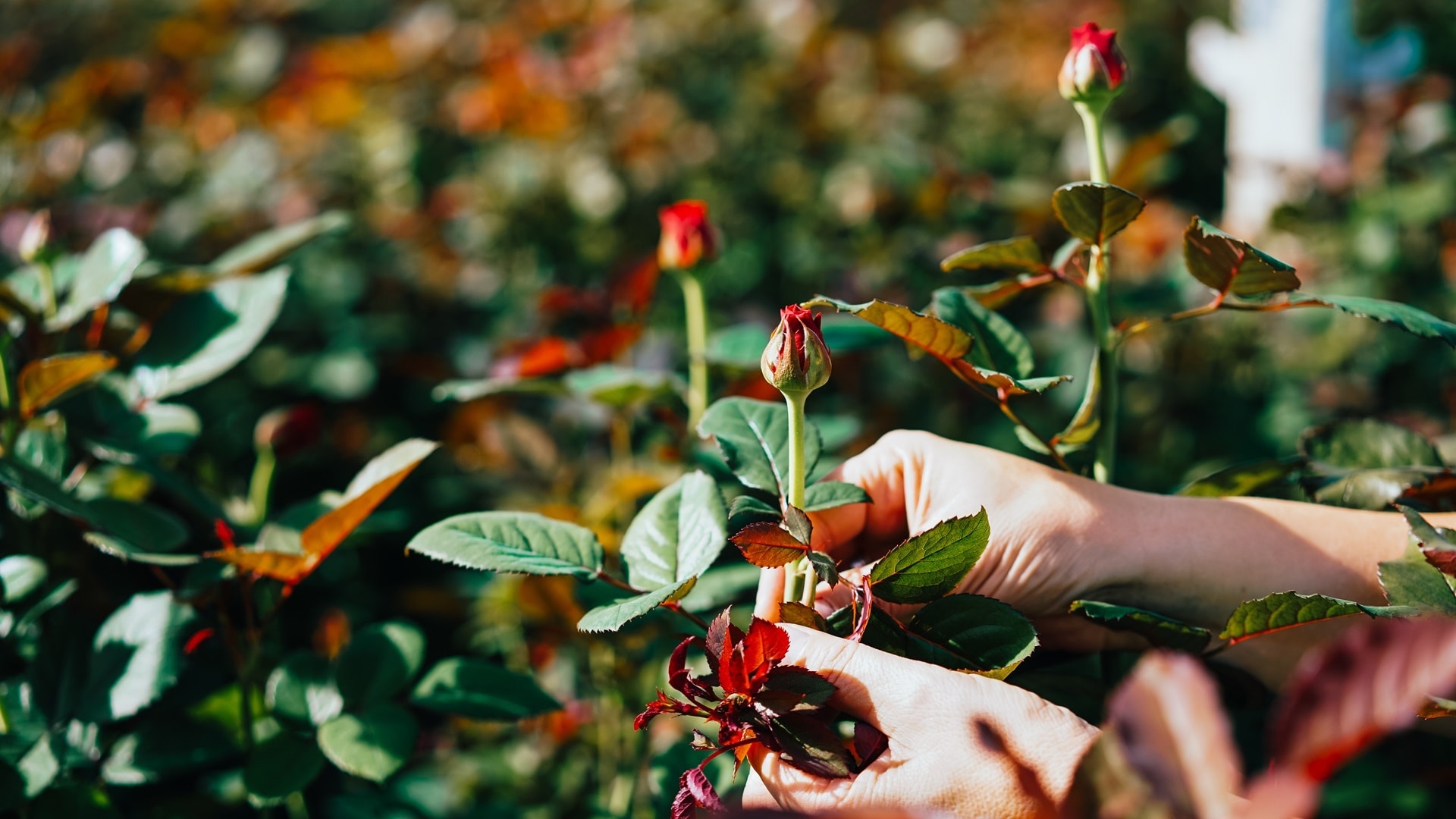 someone-is-cutting-a-rose-in-a-greenhouse