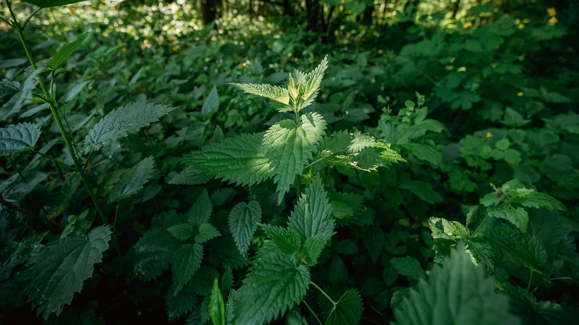 <p data-block-key="hu3vi">Nokkonen on monipuolinen villivihannes, jonka lehdet ja siemenet tarjoavat runsaasti ravinteita ympäri vuoden. (Kuva: Envato)</p>
