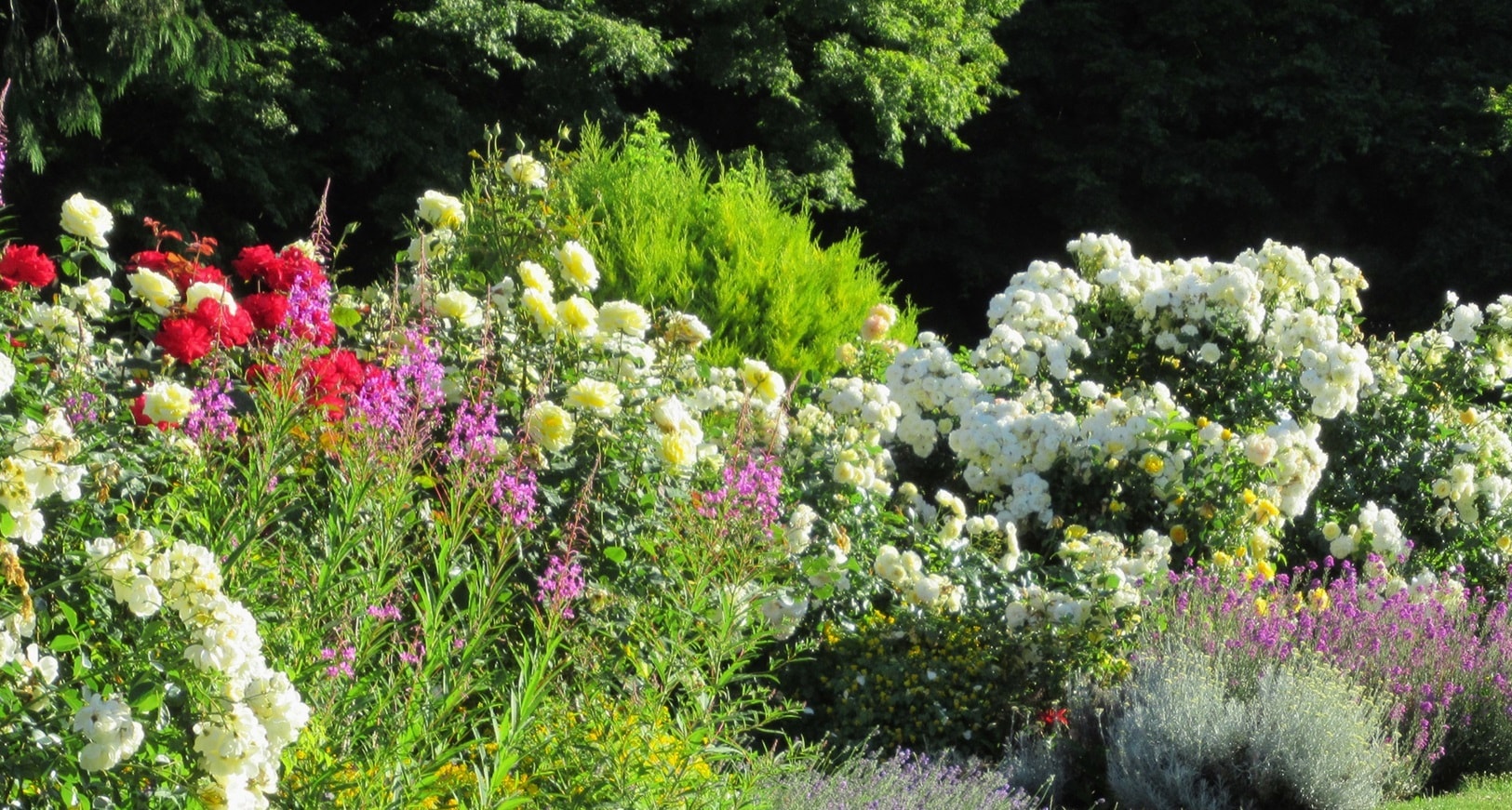 uusiruusu- ja perenna-aidanne-iSt-1325677988