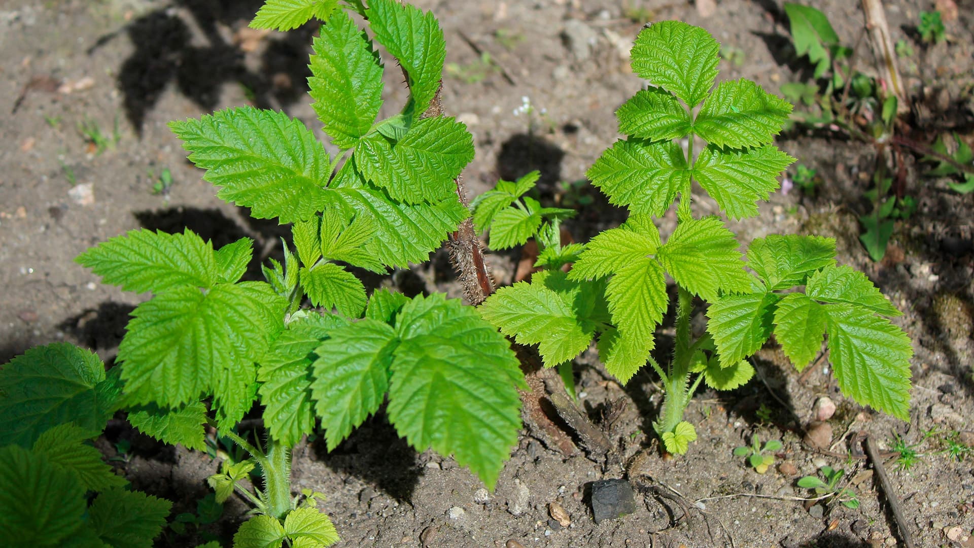 vadelman uutta kasvustoa keväällä